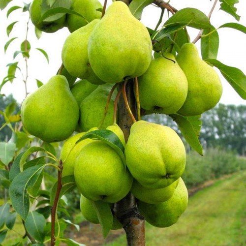 Груша зеленая 1кг