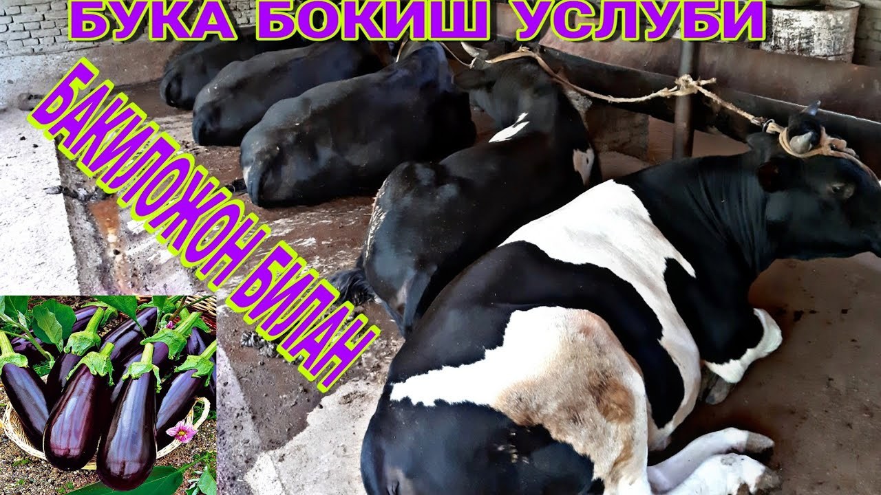 кандай буюк болишган