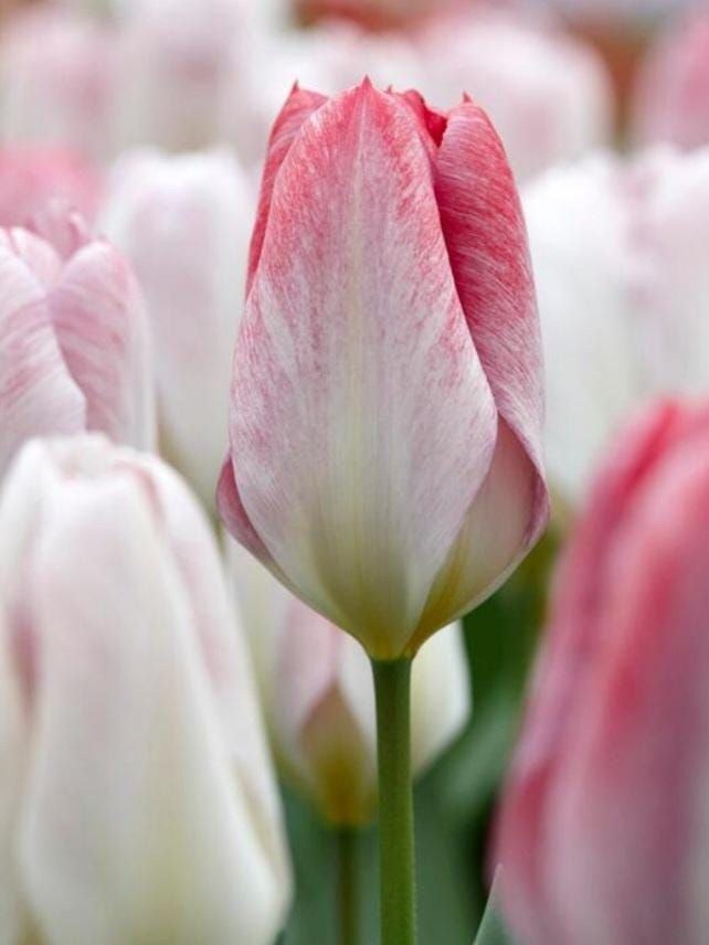 Tulip JT7325-3
