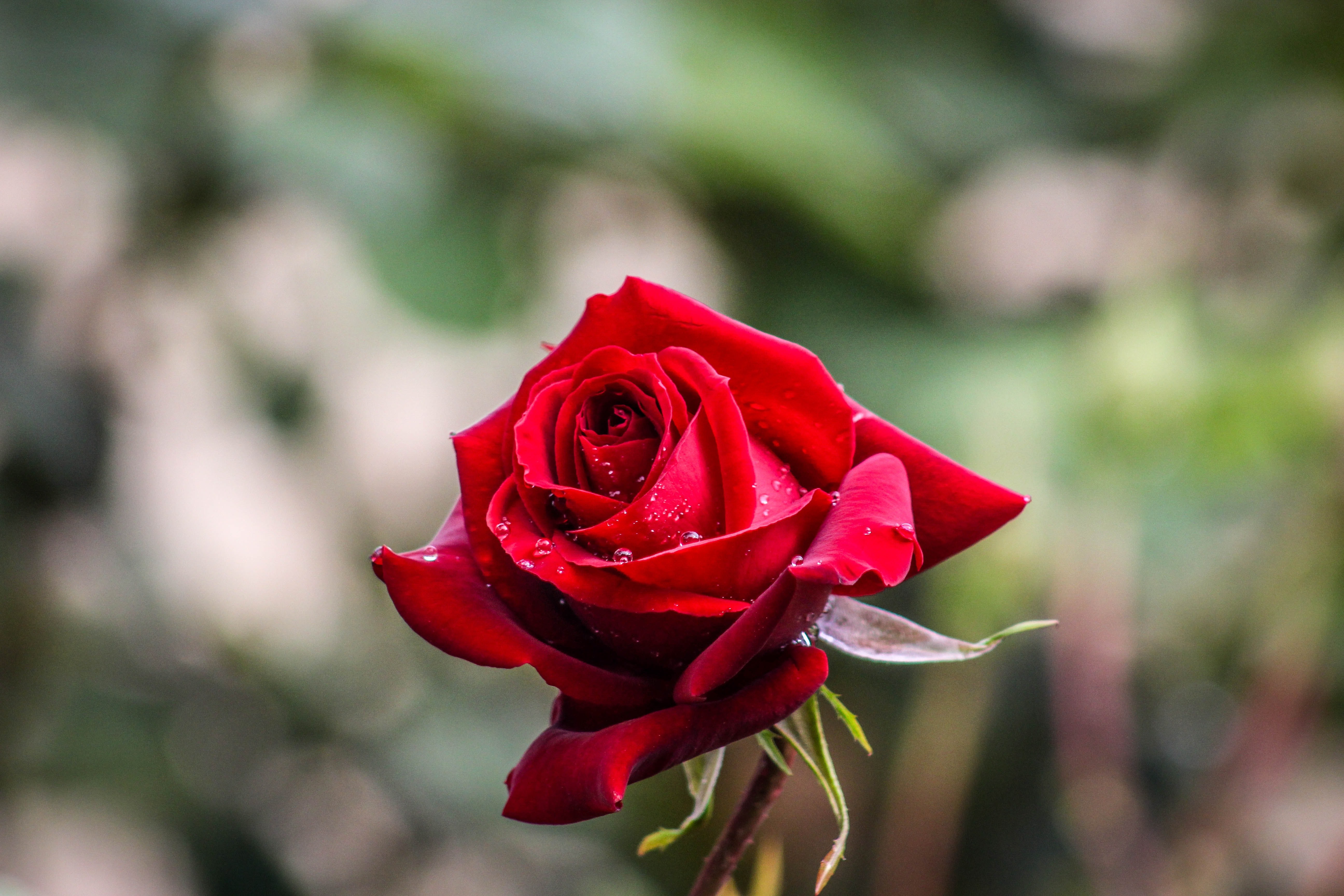 Rose Роза рулон 1кг