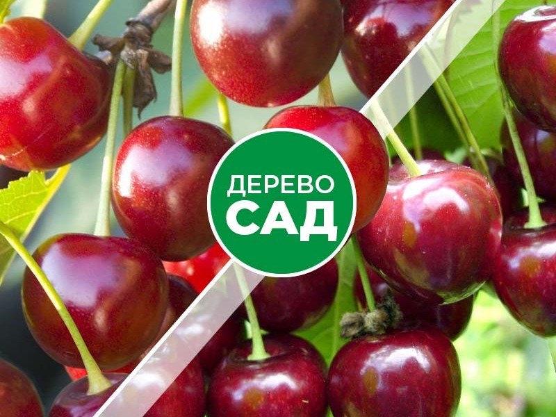 Наш сад Yurtim Вишня 500мл