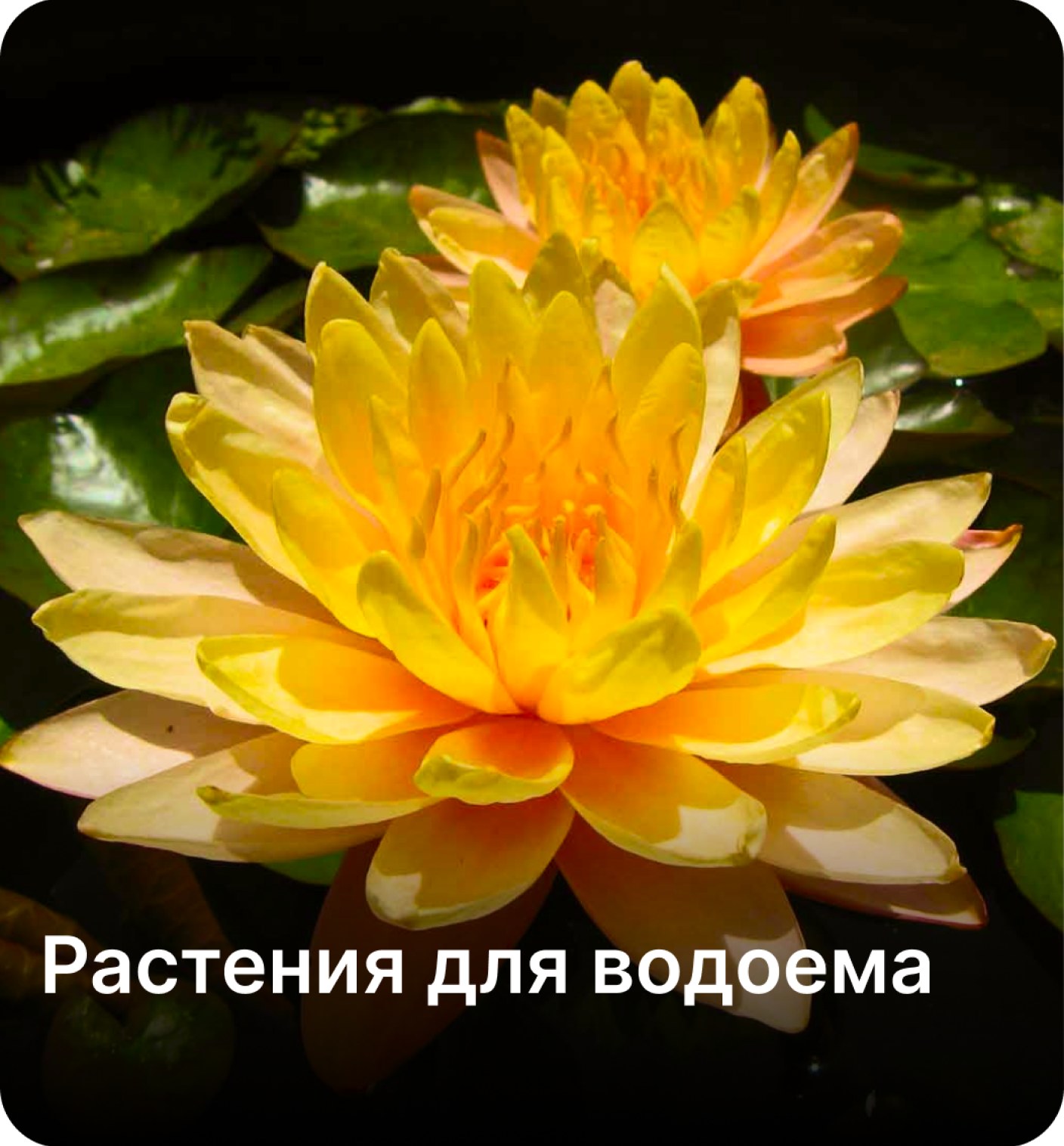 Райский Сад Кещью 80гр