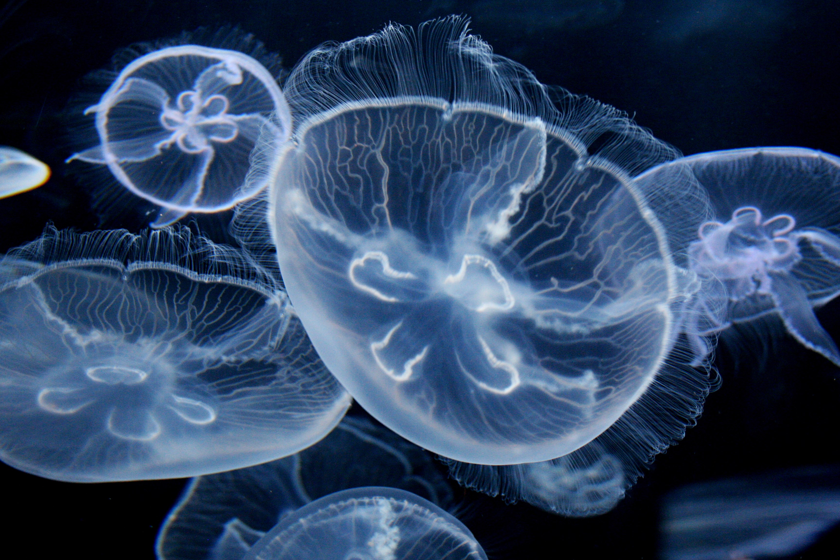 jellyfish sakkiz oyoq