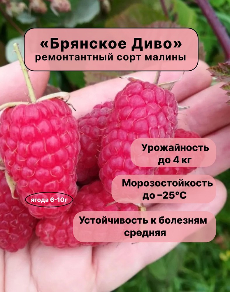 Малина контейнер 1шт