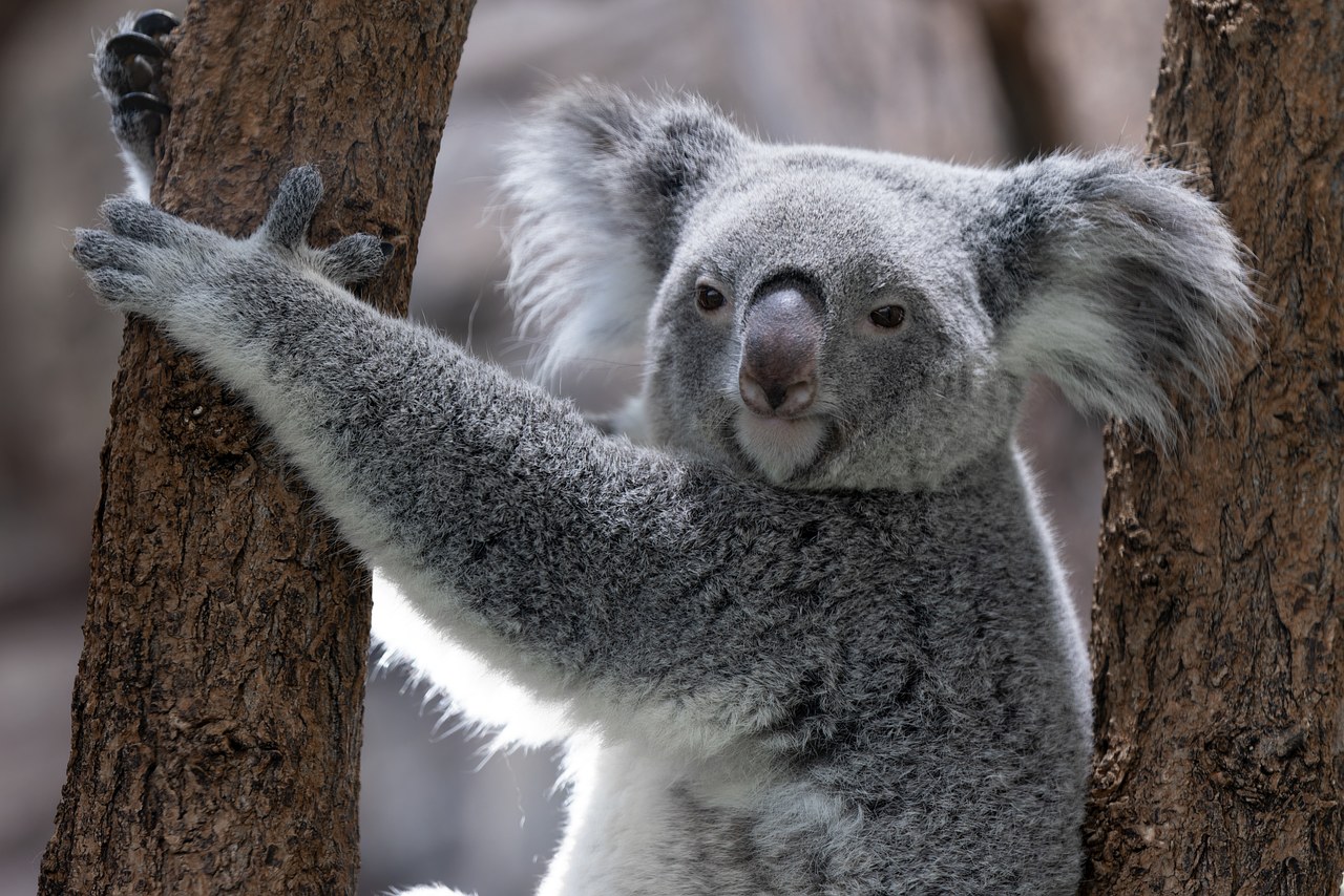 Koala Пакеты для продуктов 30x25см 20шт