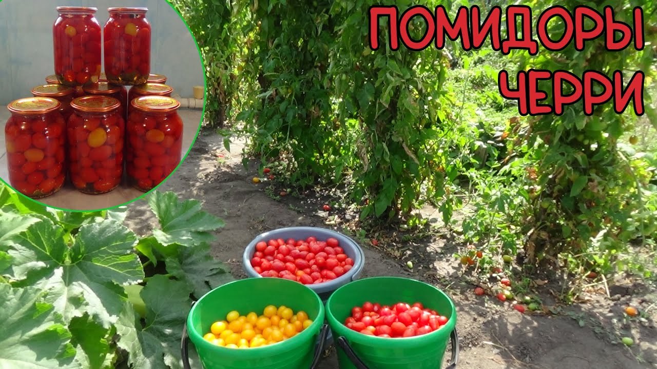 Московский Помидоры Черри 3л