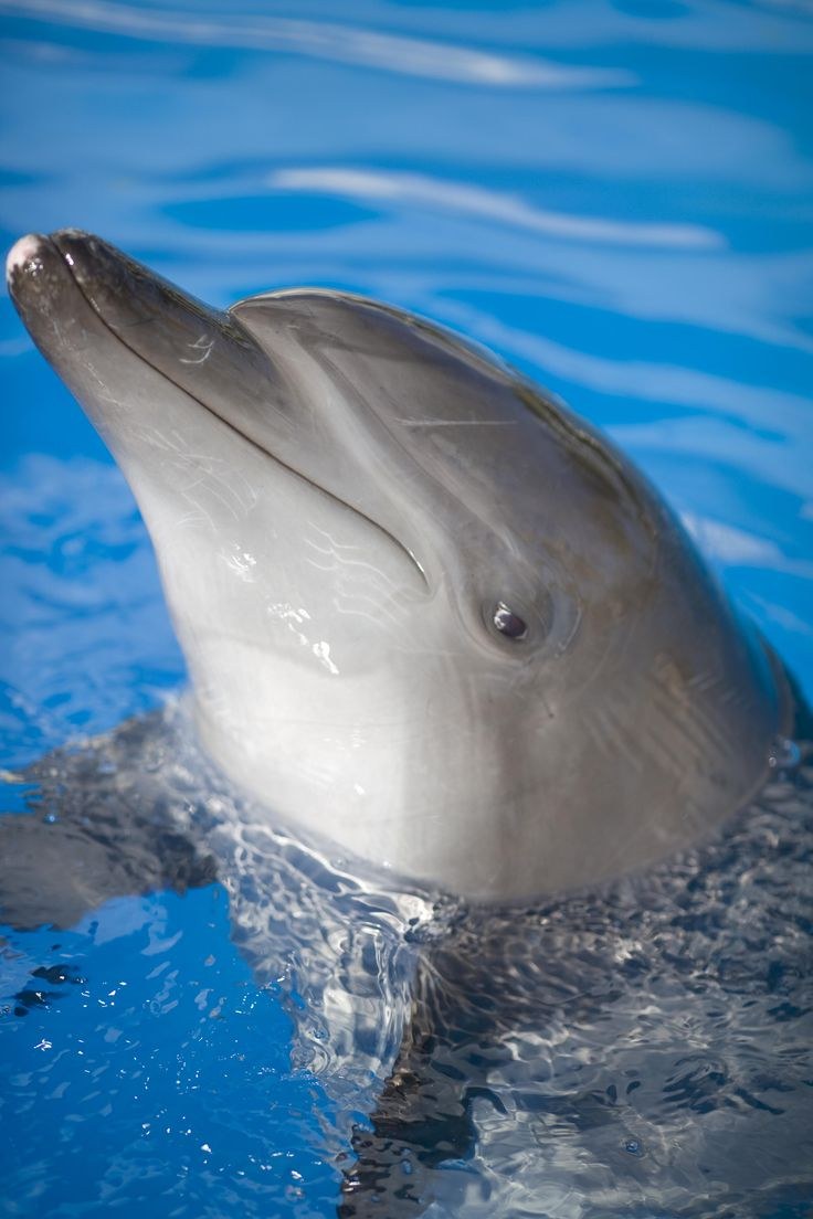 Dolphin Фламастер 893