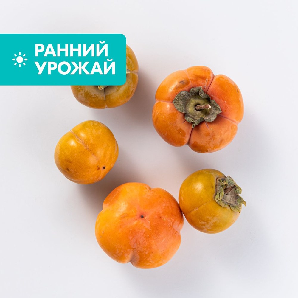 Tohfe Panjgoor Хурма 600гр
