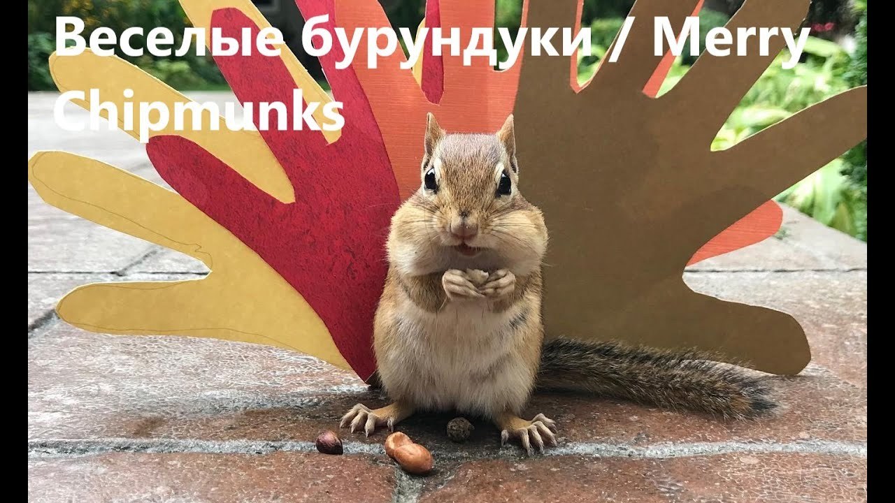 Веселые Бурундуки Толстолоб малый