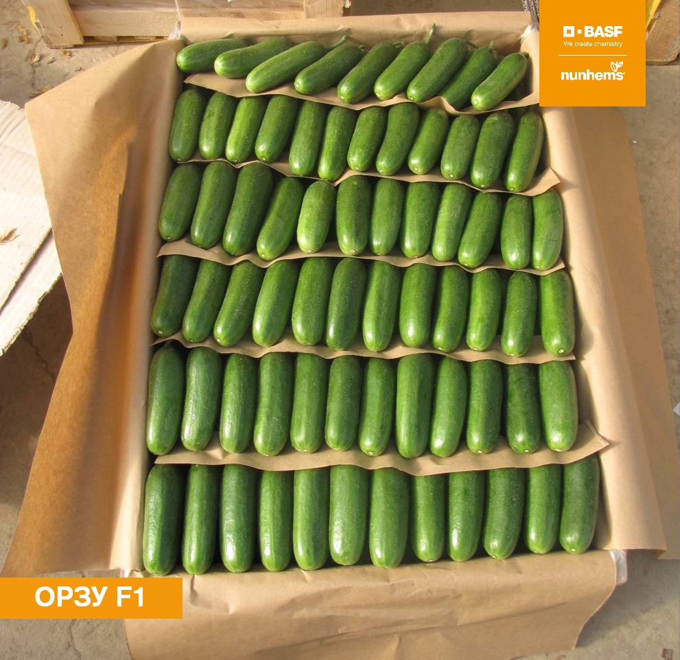 Огурцы Орзу 1кг