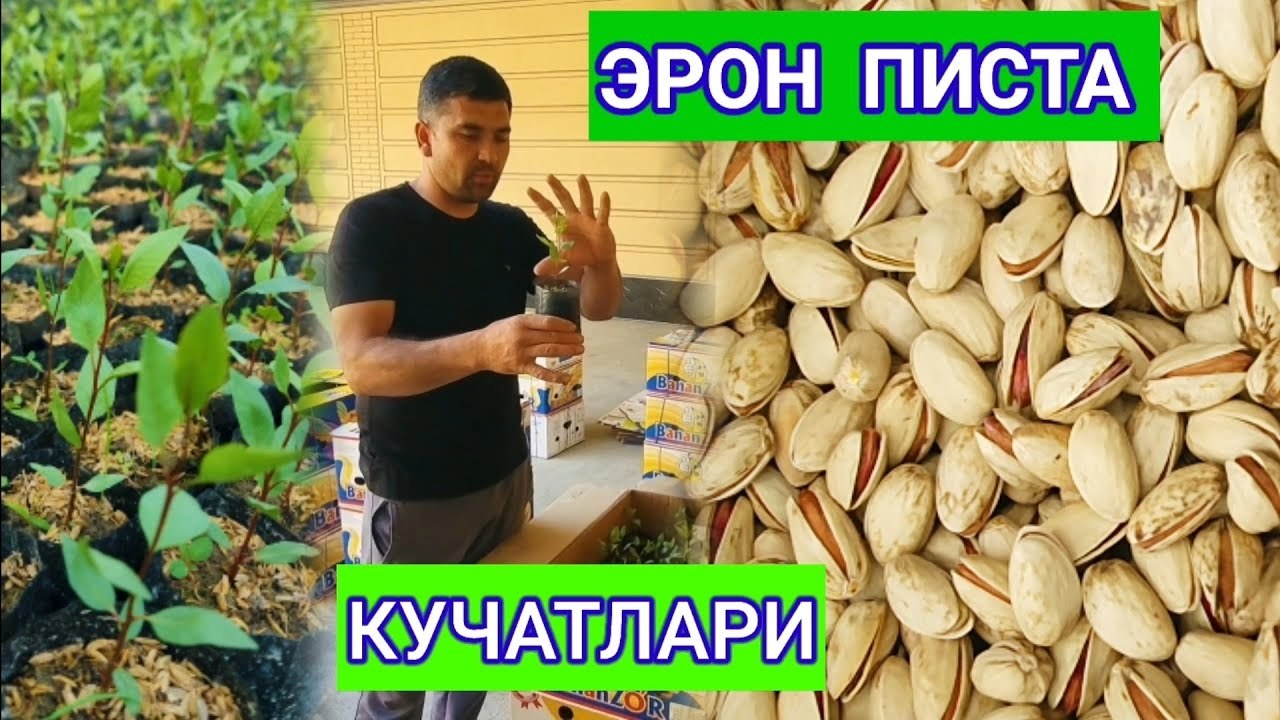 Писта Иран (Эрон) 1кг