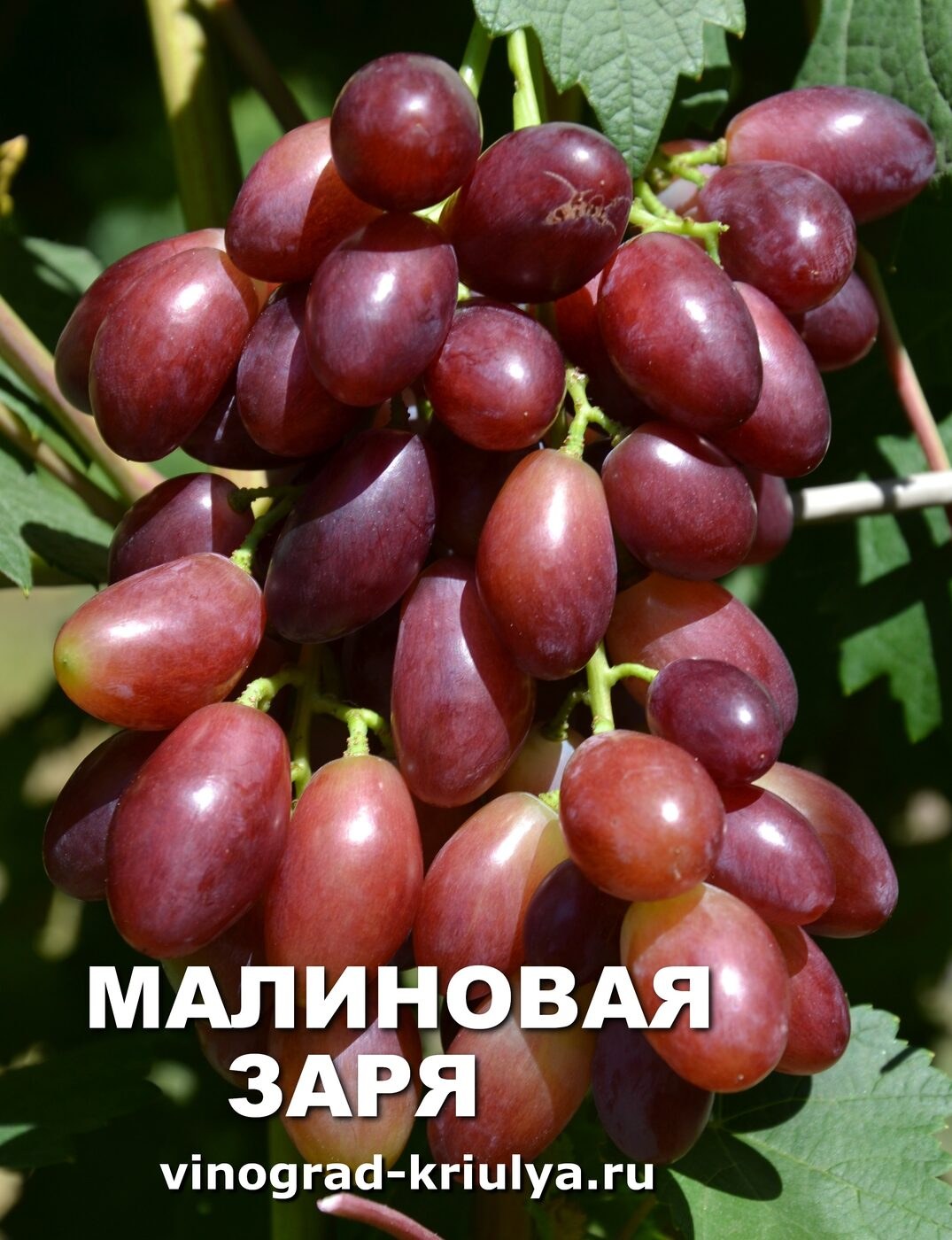 Виноград Гибрид 1кг