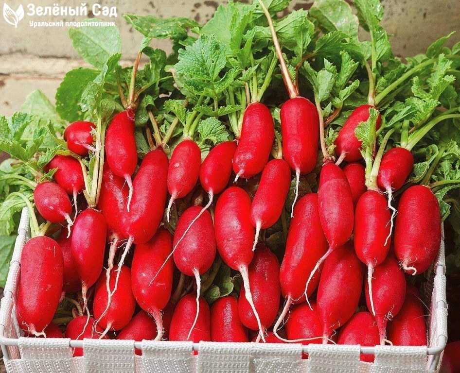 Редис Зеленый (Турп) 1кг