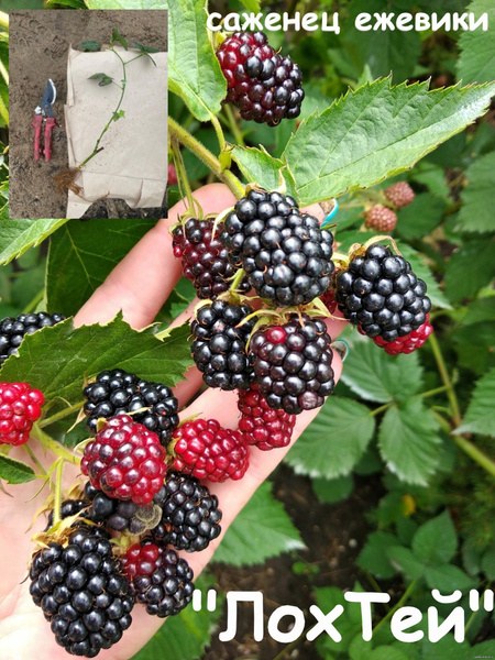 Garnet Ежевика гупки 7в1